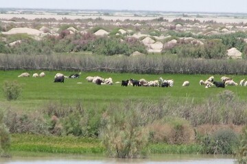 سیستان و بلوچستان؛ گنجینه‌ای از تنوع گیاهی با ظرفیت اقتصادی بالا