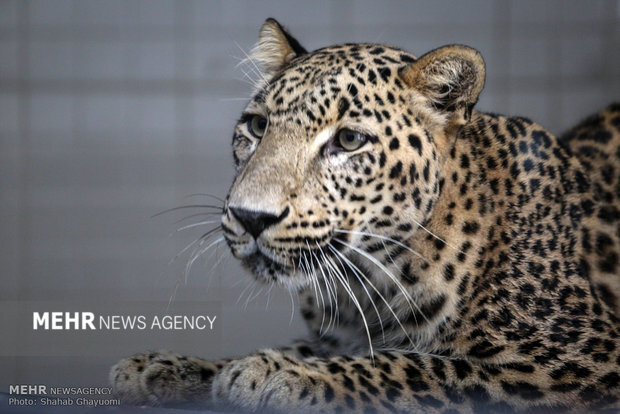 پلنگ بزرگجثه «دماوند» در منطقه شکار ممنوع کوه سفید دیده شد