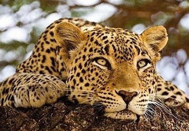 معمای بیماری «هیراد» پلنگ کلاه‌قاضی همچنان بی پاسخ