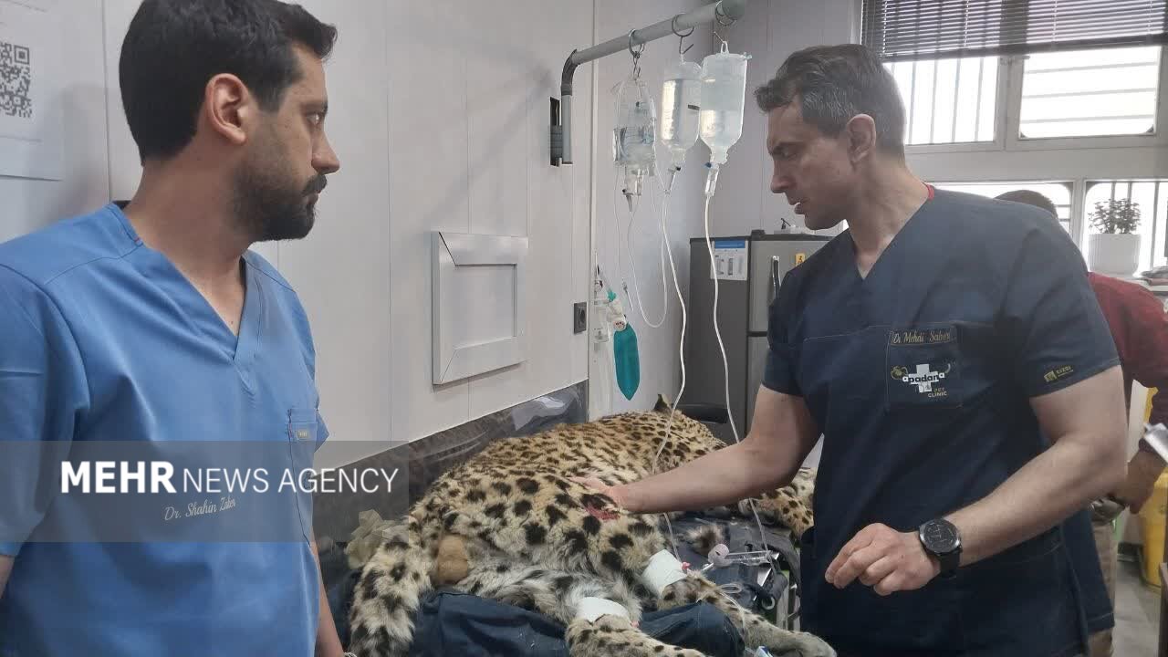 روند درمان پلنگ کلاهقاضی مثبت است؛ انتقال به تهران برای تکمیل درمان روند درمان پلنگ کلاهقاضی مثبت است؛ انتقال به تهران برای تکمیل درمان