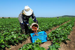 Harvesting strawberries in Golestan