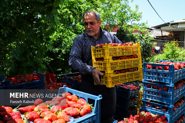 برداشت توت فرنگی در گلستان