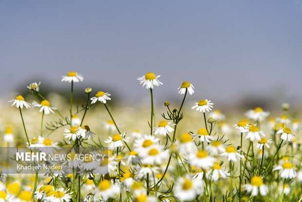 برداشت بابونه در اصفهان