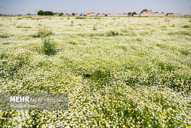 برداشت بابونه در اصفهان