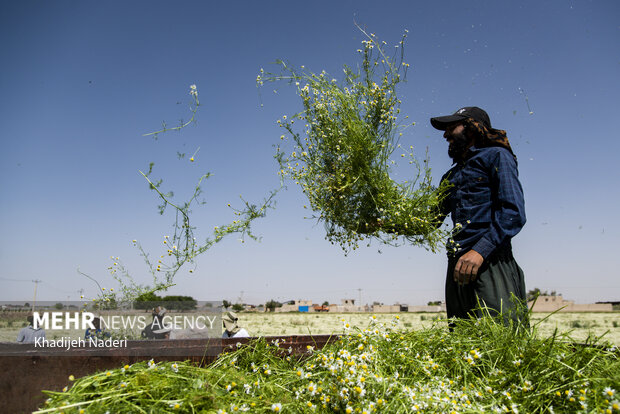برداشت بابونه در اصفهان