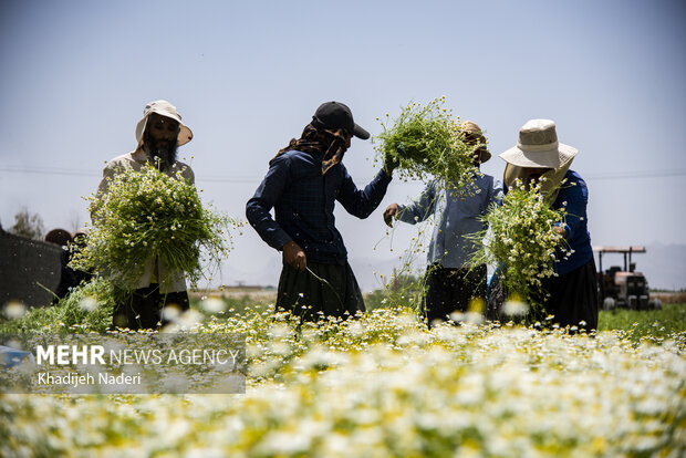 برداشت بابونه در اصفهان