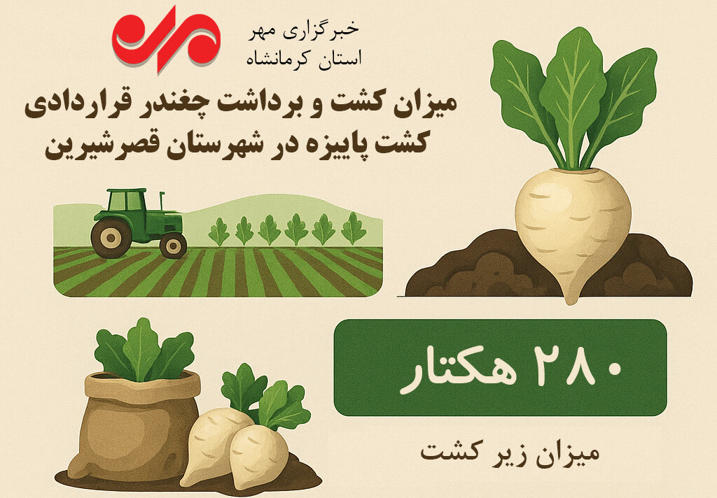چغندر