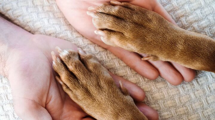 محیط زیست زیر سایه جنگ؛ یک میلیون تن آلودگی در آسمان ایران!