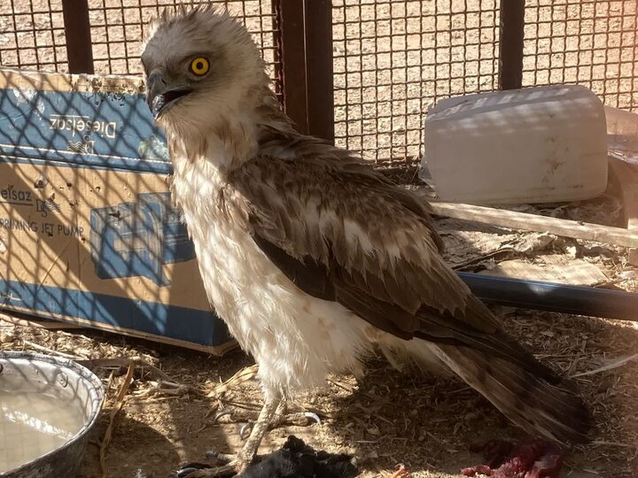 عقاب مارگیر زخمی به محیط زیست شاهرود تحویل شد