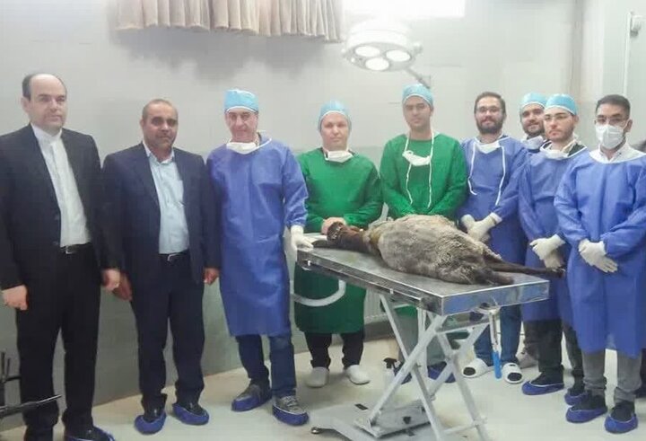 نخستین پیوند نانو کامپوزیت گرافن در دنیا انجام شد نخستین پیوند نانو کامپوزیت گرافن در دنیا انجام شد