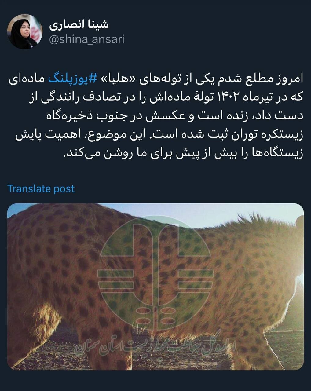 توله بازمانده «هلیا» پس از ماهها در توران دیده شد