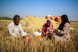 هشدار به گندمکاران