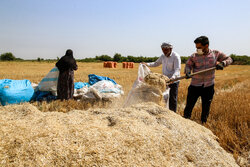 کاهش ۳۰ درصدی برداشت گندم در سربیشه