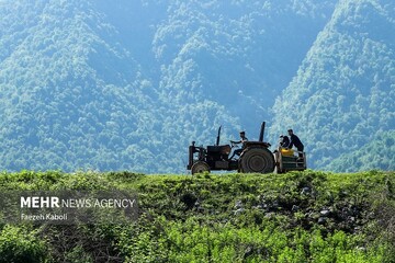 پرداخت۴۰میلیارد ریال خسارت حیات وحش به دامداران وکشاورزان خراسان جنوبی