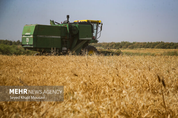 هزار میلیارد ریال مطالبات گندمکاران استان بوشهر پرداخت شد هزار میلیارد ریال مطالبات گندمکاران استان بوشهر پرداخت شد