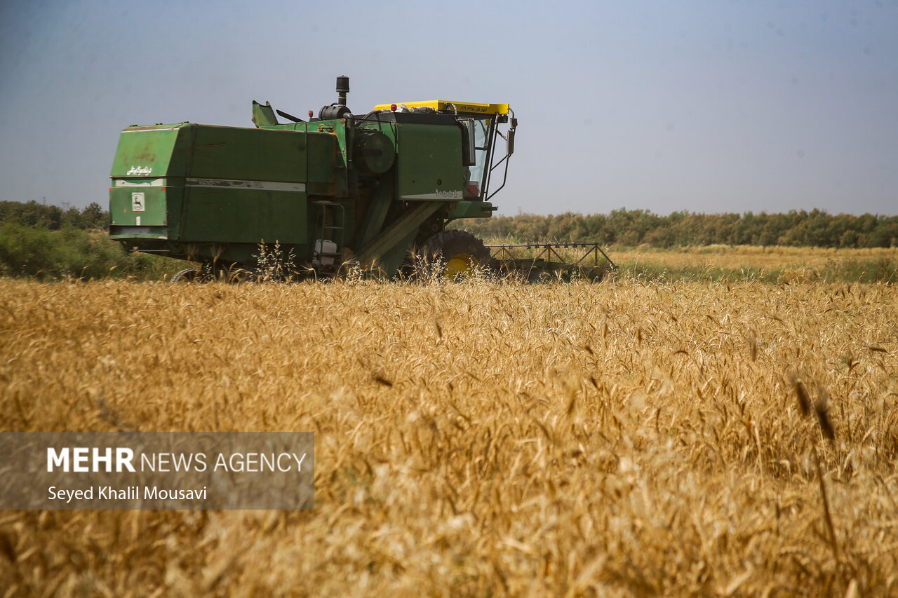 «طلای زرد» لرستان به بازار آمد؛ خرید تضمینی کلید خورد