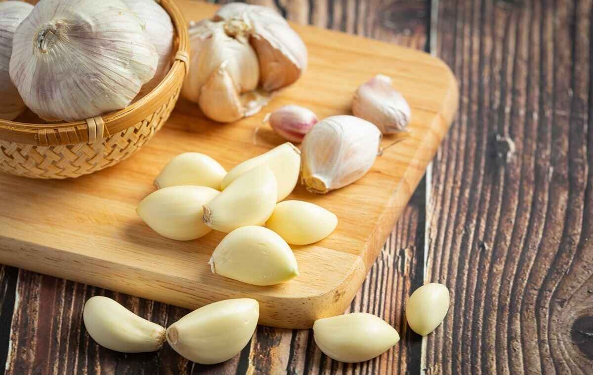 اینفوگرافیک؛ برداشت ۱۸ هزار تُن سیر از مزارع آذربایجان‌شرقی