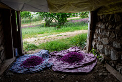 گیاه آرامش در دل کوهستان؛ گل گاوزبان طلای آبی گیلان در سایه بی‌مهری‌