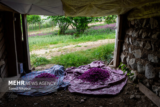 گیاه آرامش در دل کوهستان؛ گل گاوزبان طلای آبی گیلان در سایه بی‌مهری‌
