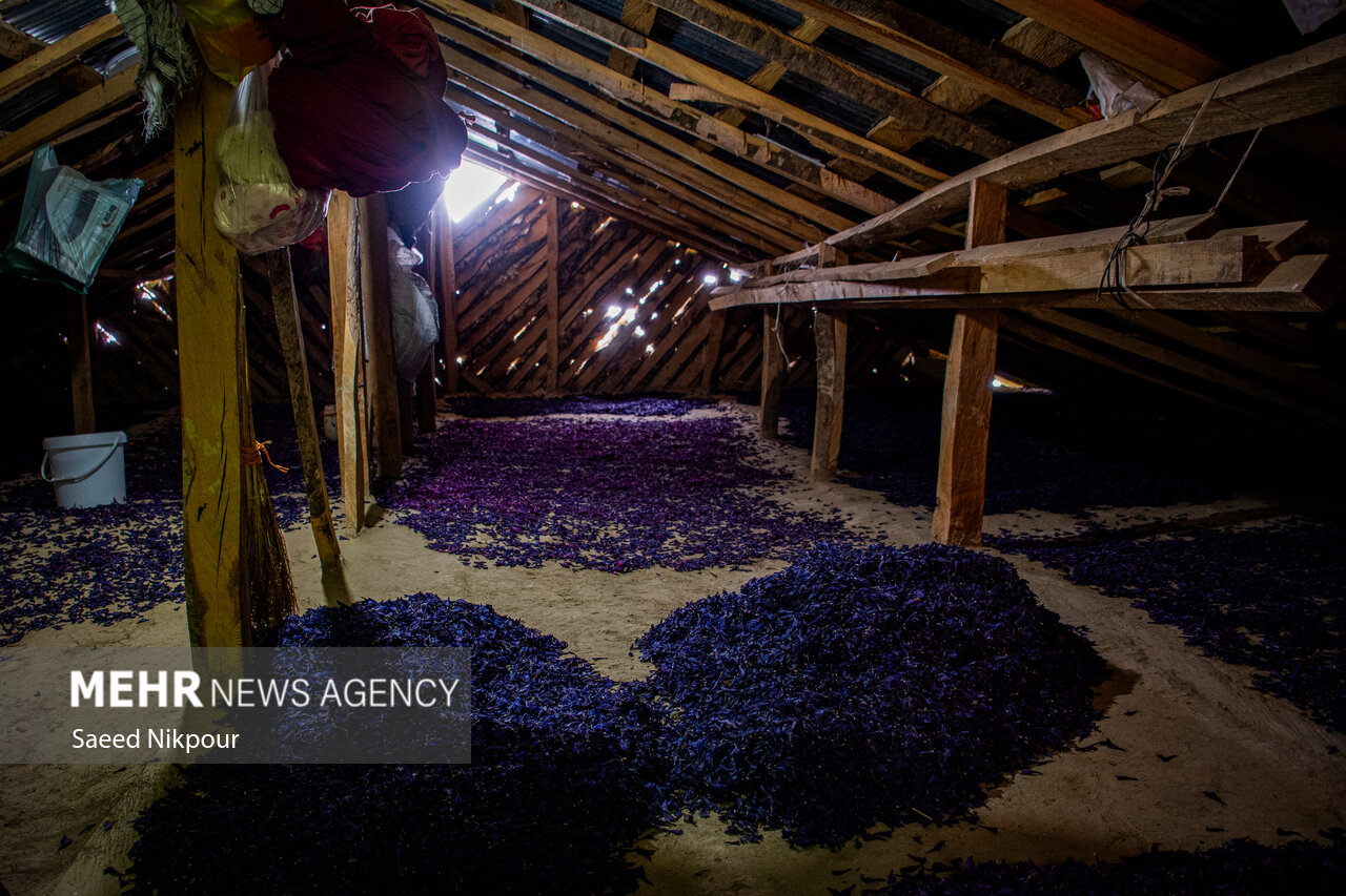 گیاه آرامش در دل کوهستان؛ گل گاوزبان طلای آبی گیلان در سایه بیمهری
