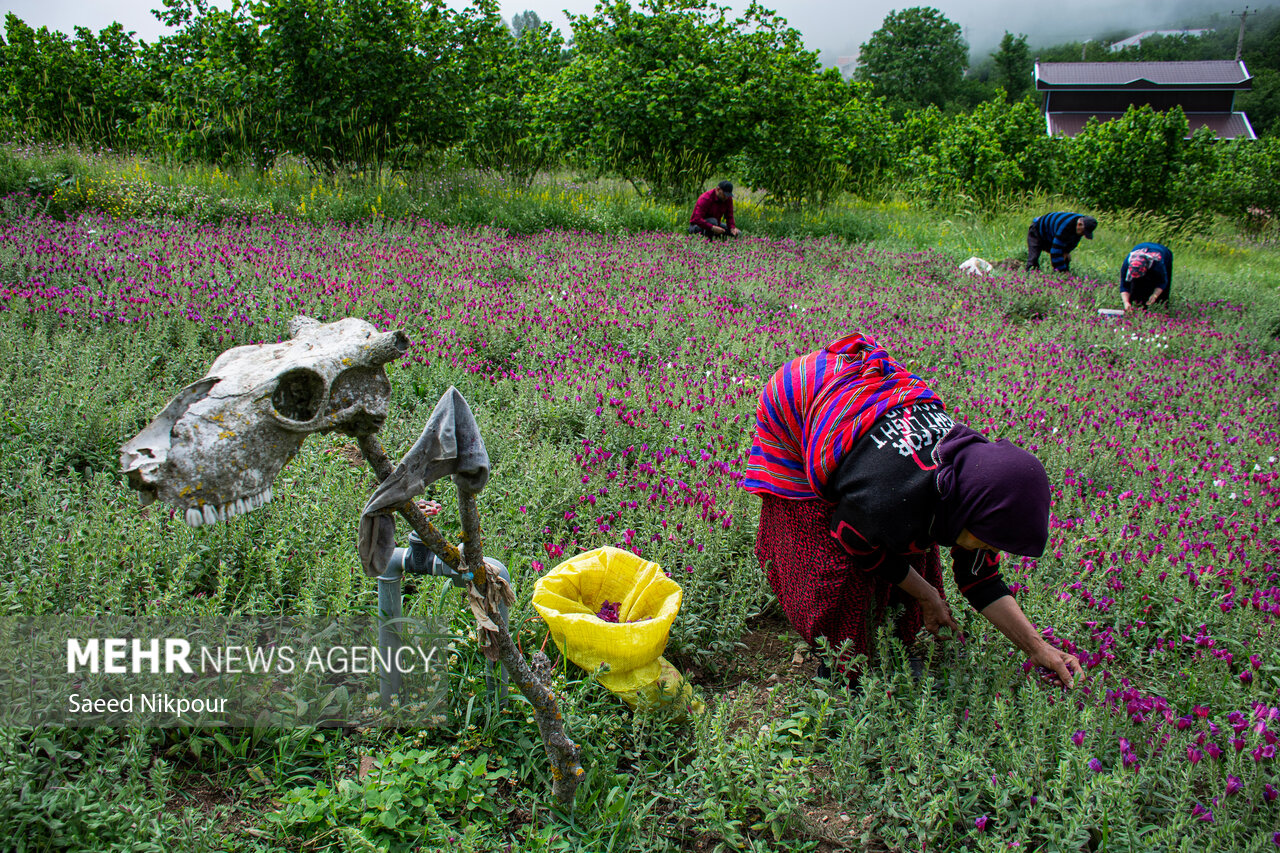گیاه آرامش در دل کوهستان؛ گل گاوزبان طلای آبی گیلان در سایه بیمهری