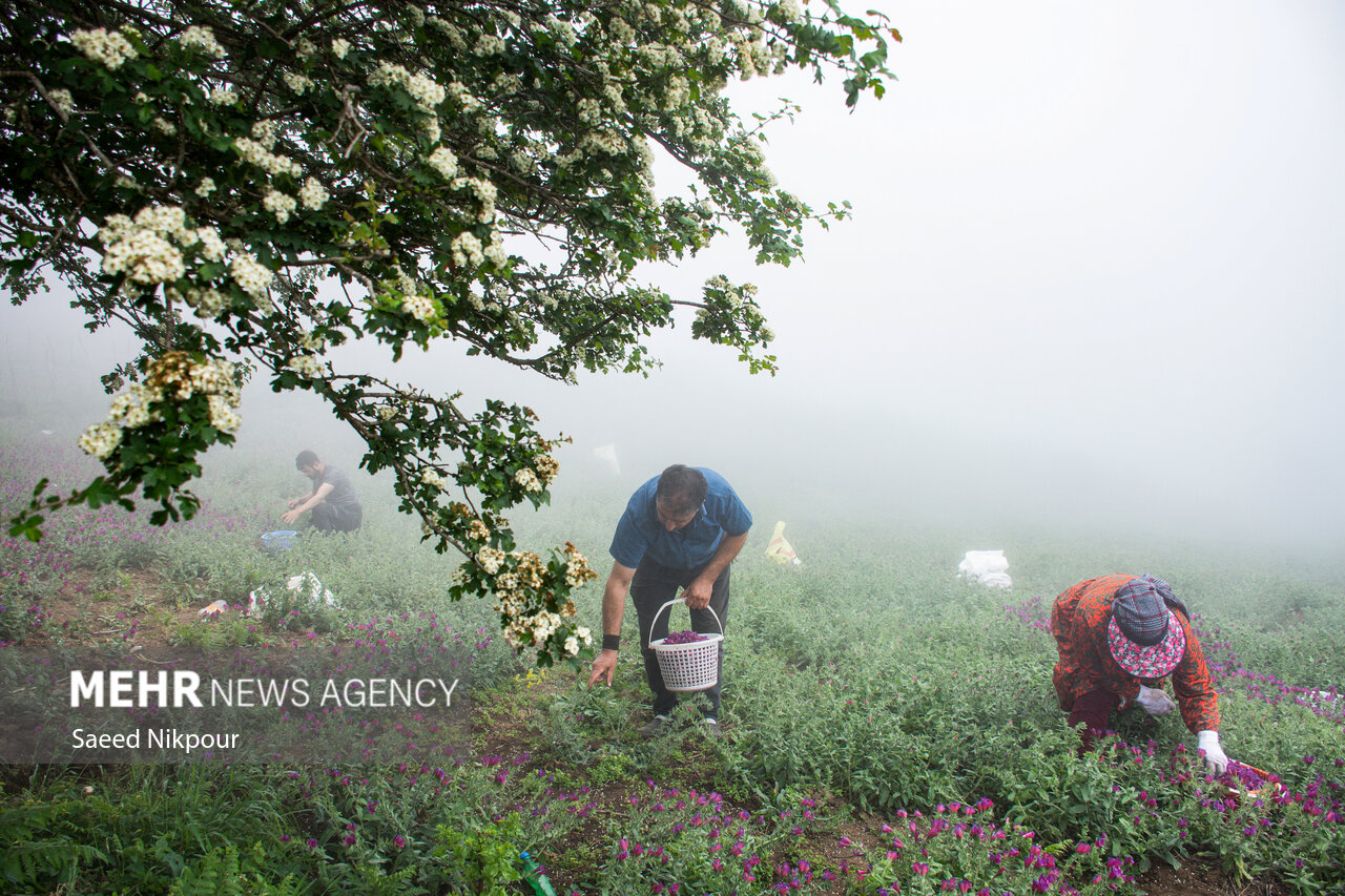 گیاه آرامش در دل کوهستان؛ گل گاوزبان طلای آبی گیلان در سایه بیمهری