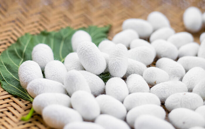 تولید پروتئین ابریشم به روش زیستی برای ترمیم پوست و استخوان