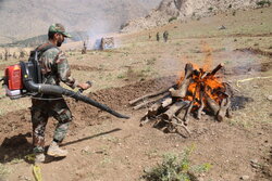 بسیج مردمی برای مهار آتش جنگل‌ها؛ آموزش جوامع محلی برای اطفای حریق