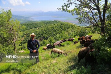 شکاریان: ۱۰۷ دامدار متخلف در خراسان شمالی شناسایی شدند