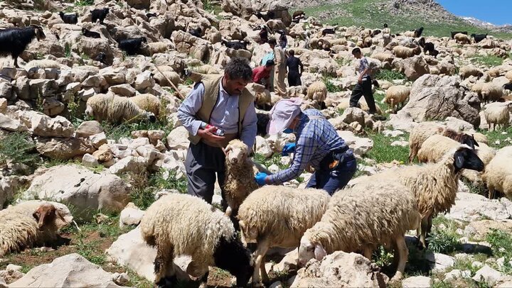 دامپزشکی در خط مقدم تأمین سلامت جامعه و تولیدات دامی قرار دارد دامپزشکی در خط مقدم تأمین سلامت جامعه و تولیدات دامی قرار دارد