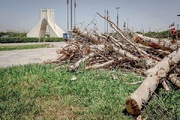 ماجرای خشک شدن درختان میدان آزادی چه بود؟