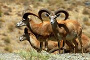 ۴۱ گونه جانوری استان مرکزی در معرض تهدید و نابودی است