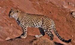 ثبت ۳ قلاده پلنگ در پارک ملی صیدوا؛ قوچ وحشی شکار شد