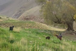 دماوند در محاصره چرای غیرمجاز؛برخورد قاطع با متخلفان مراتع تار