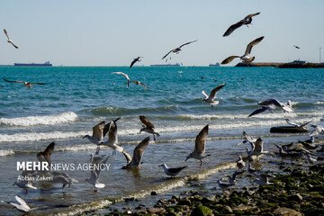 سواحل استان بوشهر متلاطم می‌شود