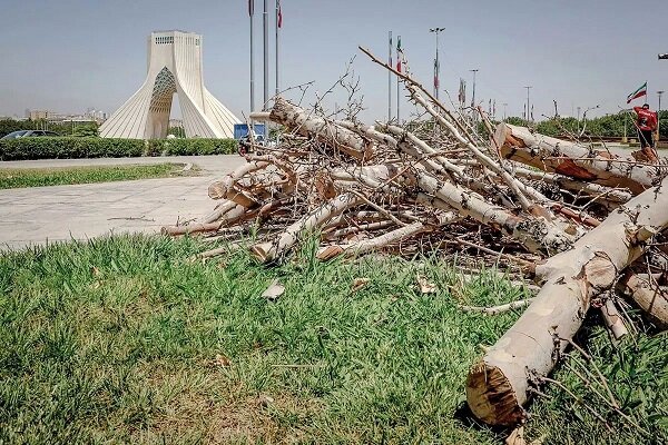 ماجرای خشک شدن درختان میدان آزادی چه بود؟