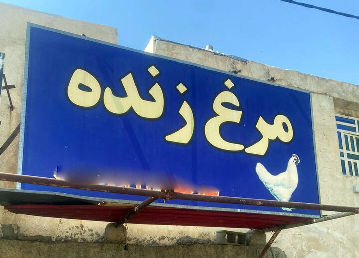 عرضه غیرمجاز مرغ زنده در شیراز و بی تفاوتی مسئولان عرضه غیرمجاز مرغ زنده در شیراز و بی تفاوتی مسئولان