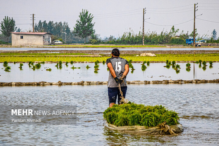 قیمت برنج تا دو هفته آینده کاهش مییابد