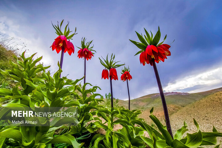 ادب فارسی و گلهایی که آن را آراستهاند؛ کدام گل در ادب فارسی «گل» است