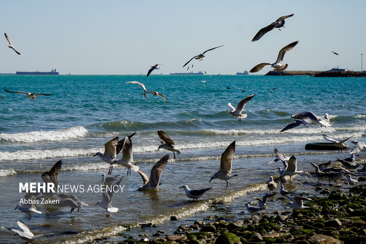 پیشبینی وقوع «لیمر» در استان بوشهر؛ ساحلنشینان مراقب تندباد باشند