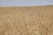 تحویل گندم نسبت به مدت مشابه سال قبل کاهش یافته است