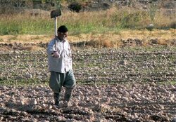 گندمزارهای اصفهان در سوگ محصول؛ خسارت‌های کشاورز جبرانی ندارد