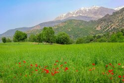 تهیه طرح مرتع‌داری برای ۶۵۰ هزار هکتار از مراتع لرستان