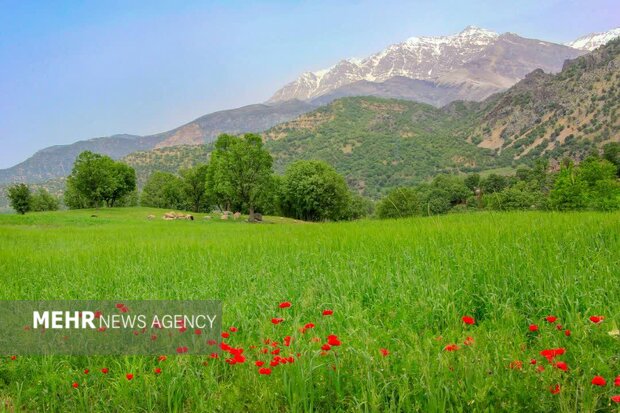 اتحادیه ملی منابع طبیعی احیا شود
