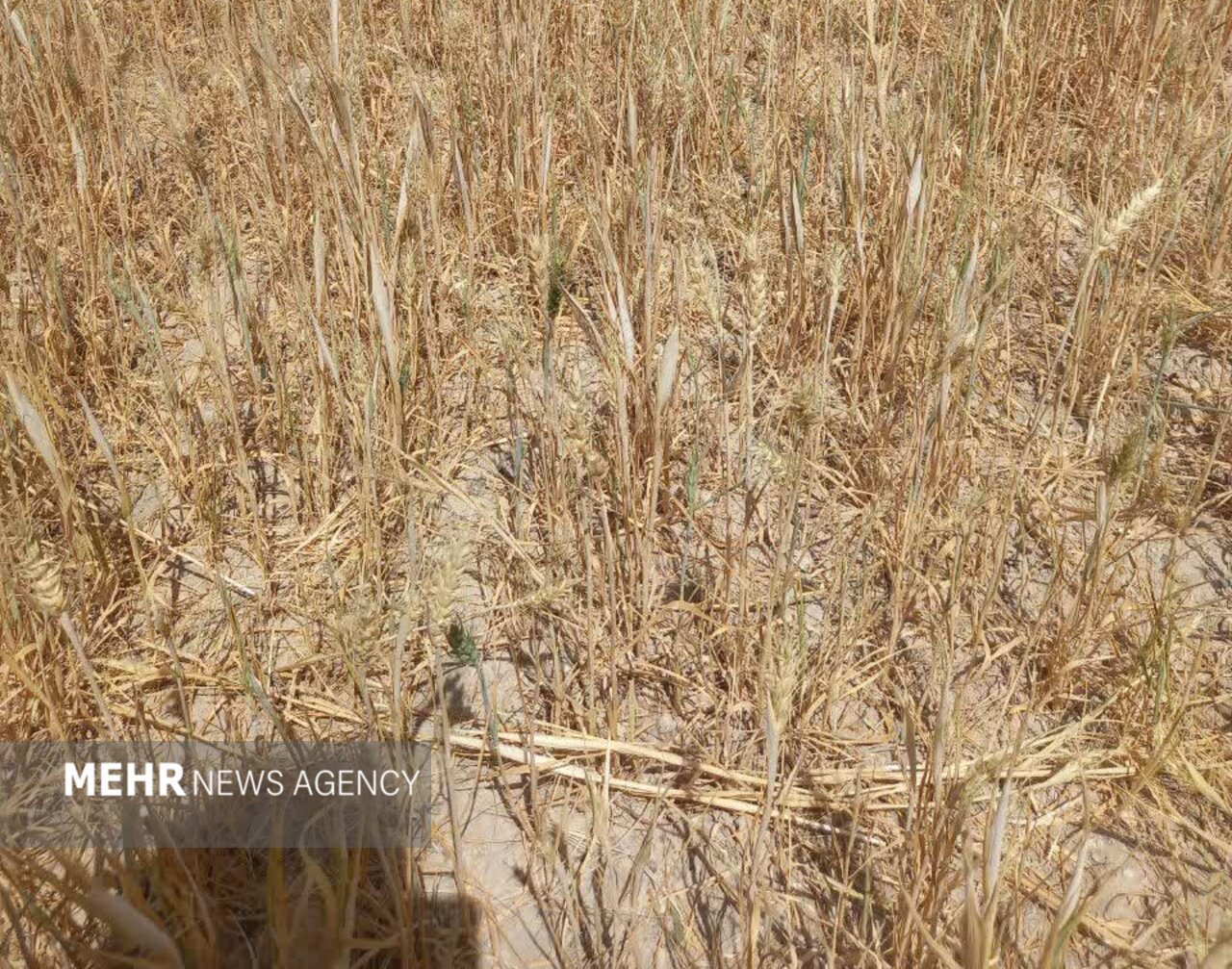 گندمزارهای اصفهان در سوگ محصول؛ خسارت های کشاورز جبرانی ندارد