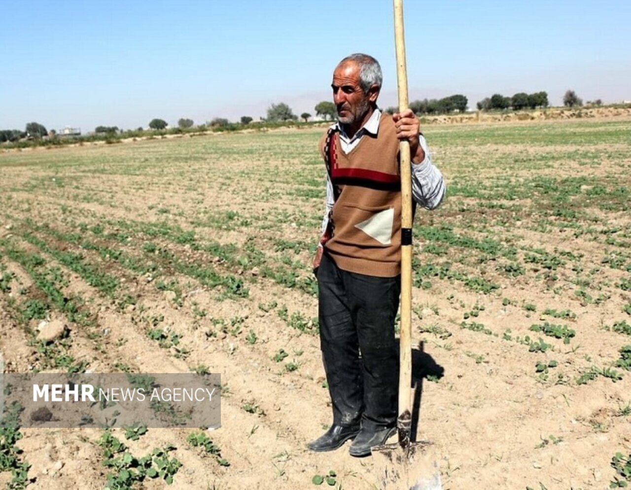 گندمزارهای اصفهان در سوگ محصول؛ خسارت های کشاورز جبرانی ندارد