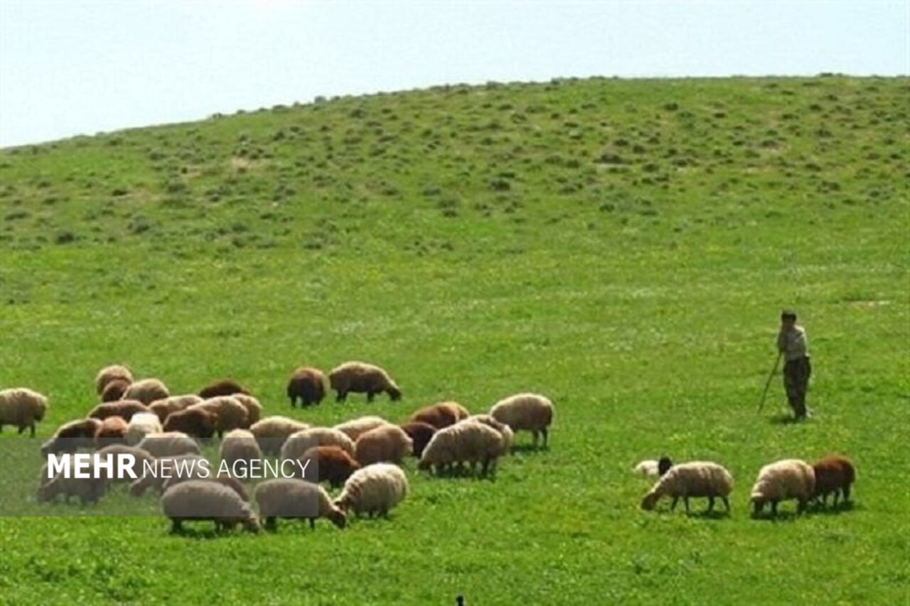 مراتع،ايلام،رعايت،استان،دام،طبيعي،مرتع،منابع،مديريت،نگاه،حفظ ...