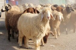 کاهش تعداد دام سبک پرواری در بهار سال جاری