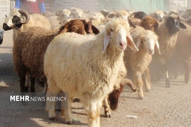 کاهش تعداد دام سبک پرواری در بهار سال جاری کاهش تعداد دام سبک پرواری در بهار سال جاری