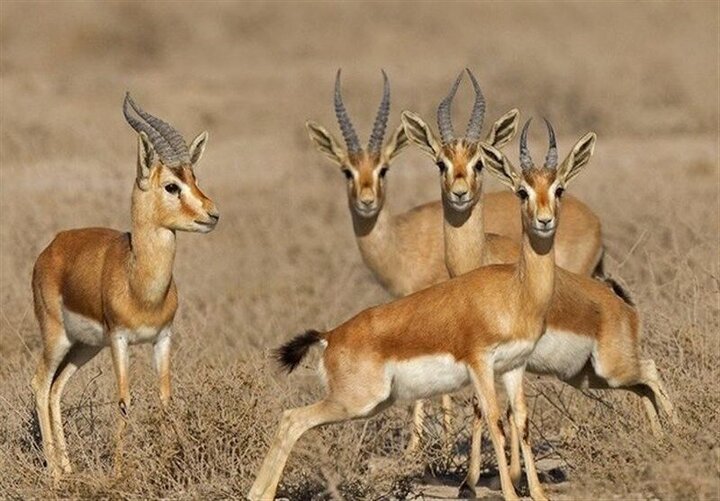 یک پروژه ملی برای گونهای جهانی؛ جبیرهای کویر مهمان توران شاهرود شدند